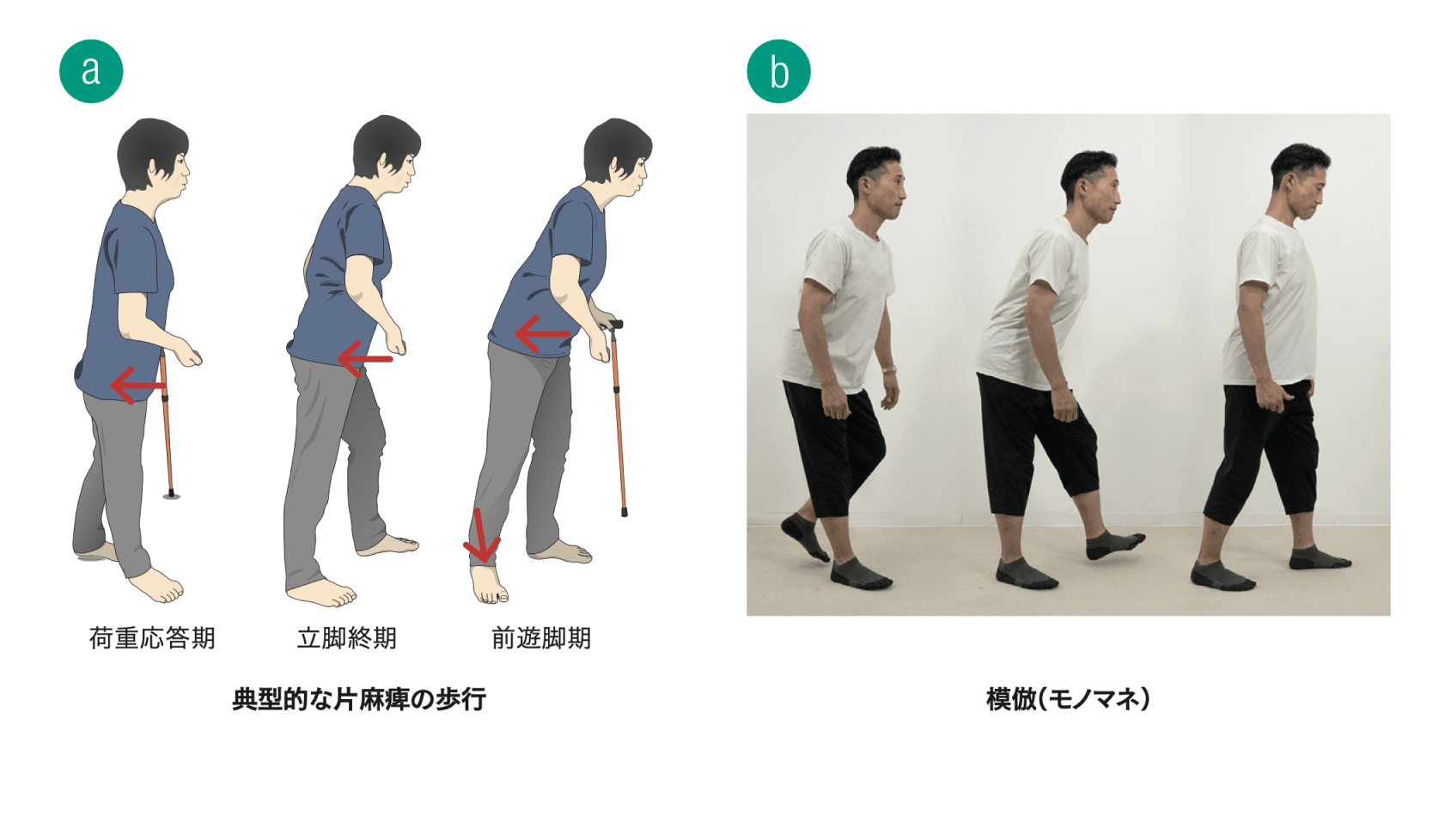 骨盤後退歩行 | 歩行における骨盤回旋 – TUQNOO